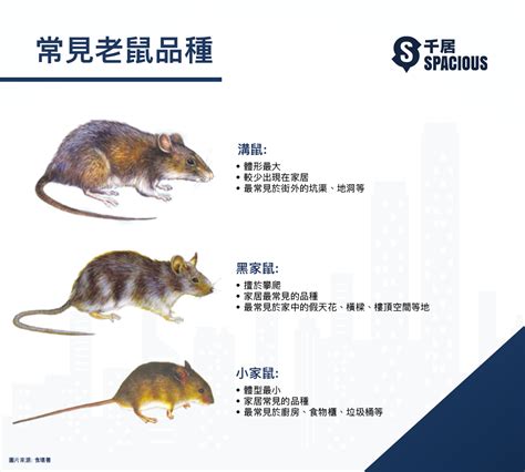 老鼠 品種 流年分析